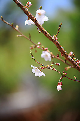 포토 JPG 주간 나무 식물 계절 꽃 컬러 봄꽃 자연 풍경 사람없음 야외 아웃포커스 봄풍경 봄 벚꽃 흰색 나뭇가지 벚나무 꽃봉오리 국내포토 자연요소 촬영기법 생태계 파일형식