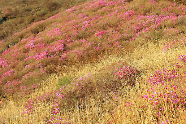 포토 JPG 주간 나무 식물 계절 꽃 봄꽃 자연 산 한국 갈대 풍경 사람없음 야외 봄풍경 봄 풀 경상도 경상남도 철쭉 산청 철쭉제 철쭉축제 황매산 국내포토 자연요소 아시아 축제 생태계 꽃축제 파일형식