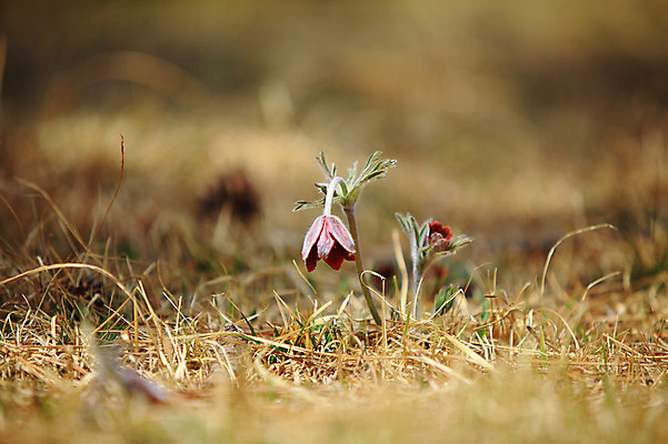 포토 JPG 주간 식물 계절 꽃 컬러 봄꽃 자연 풍경 초원 사람없음 야외 아웃포커스 봄풍경 봄 풀 자주색 두송이 할미꽃 국내포토 자연요소 2 촬영기법 생태계 파일형식