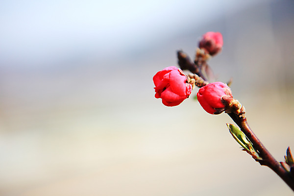 포토 JPG 주간 나무 식물 꽃 컬러 자연 풍경 사람없음 야외 아웃포커스 빨간색 나뭇가지 꽃봉오리 매화 홍매화 국내포토 자연요소 촬영기법 생태계 파일형식