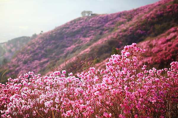 포토 JPG 주간 나무 식물 계절 꽃 봄꽃 자연 산 한국 풍경 사람없음 야외 봄풍경 봄 풀 전라남도 철쭉 여수 철쭉제 철쭉축제 국내포토 자연요소 아시아 축제 전라도 생태계 꽃축제 파일형식