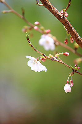 포토 JPG 주간 나무 식물 계절 꽃 컬러 봄꽃 자연 풍경 사람없음 야외 아웃포커스 봄풍경 봄 벚꽃 흰색 나뭇가지 벚나무 꽃봉오리 국내포토 자연요소 촬영기법 생태계 파일형식