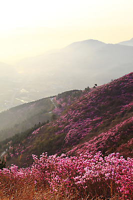 포토 JPG 주간 나무 식물 계절 꽃 봄꽃 자연 하늘 산 한국 풍경 사람없음 야외 햇빛 마을 노을 일몰 봄풍경 봄 안개 시골 풀 정상 전라남도 철쭉 산길 여수 철쭉제 철쭉축제 국내포토 자연요소 아시아 길 날씨 태양 축제 전라도 생태계 꽃축제 파일형식