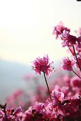 포토 JPG 주간 식물 계절 꽃 봄꽃 자연 한국 풍경 사람없음 야외 봄풍경 봄 꽃술_꽃 전라남도 철쭉 암술 여수 철쭉제 철쭉축제 국내포토 자연요소 아시아 축제 전라도 생태계 꽃축제 파일형식