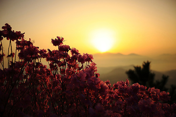 포토 JPG 주간 나무 식물 계절 꽃 봄꽃 자연 하늘 산 한국 풍경 사람없음 야외 태양 일출 노을 일몰 봄풍경 봄 전라남도 산등성이 철쭉 철쭉제 철쭉축제 국내포토 자연요소 아시아 축제 전라도 생태계 꽃축제 파일형식