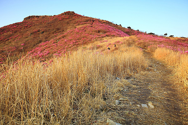 포토 JPG 주간 나무 식물 계절 꽃 봄꽃 자연 산 한국 갈대 사람 풍경 야외 두명 봄풍경 봄 풀 정상 경상도 경상남도 철쭉 산길 등산로 산청 철쭉제 철쭉축제 황매산 국내포토 자연요소 아시아 길 축제 등산 생태계 꽃축제 파일형식