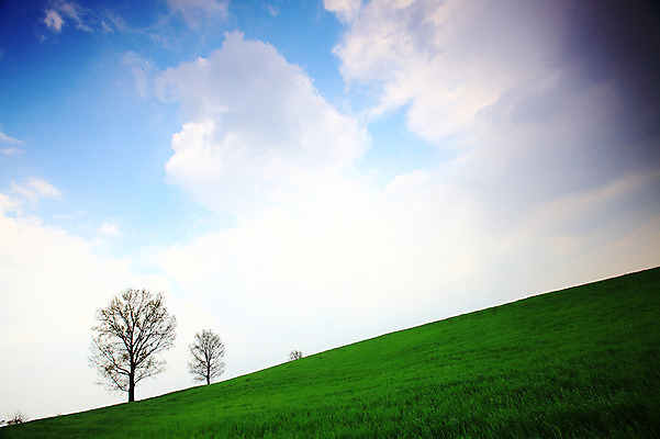 포토 JPG 주간 나무 식물 구름 자연 하늘 한국 풍경 잔디 초원 사람없음 야외 목장 풀 뭉게구름 두그루 경기도 안성 국내포토 자연요소 아시아 2 생태계 파일형식 구름_자연