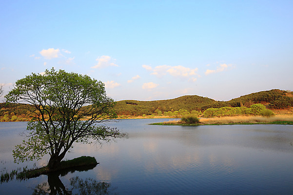 포토 JPG 주간 나무 구름 호수 자연 하늘 산 한국 한그루 풍경 사람없음 야외 강 풀 습지 강가 경상남도 우포늪 창녕 국내포토 자연요소 식물 1 아시아 경상도 생태계 파일형식