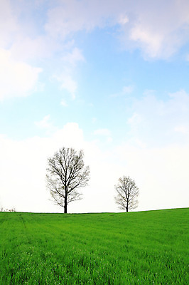 포토 JPG 주간 나무 식물 구름 자연 하늘 한국 풍경 잔디 초원 사람없음 야외 목장 풀 뭉게구름 두그루 경기도 안성 국내포토 자연요소 아시아 2 생태계 파일형식 구름_자연