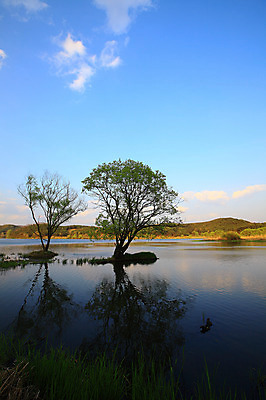 포토 JPG 주간 나무 구름 호수 자연 하늘 산 한국 풍경 사람없음 야외 강 풀 습지 강가 경상남도 두그루 우포늪 창녕 국내포토 자연요소 식물 아시아 2 경상도 생태계 파일형식