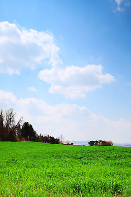 포토 JPG 주간 나무 식물 구름 자연 하늘 한국 풍경 잔디 초원 사람없음 야외 목장 풀 뭉게구름 경기도 안성 국내포토 자연요소 아시아 생태계 파일형식 구름_자연