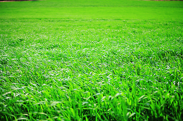 포토 JPG 주간 식물 컬러 배경화면 백그라운드 자연 한국 풍경 잔디 초원 사람없음 야외 초록색 목장 풀 경기도 안성 국내포토 자연요소 아시아 생태계 파일형식