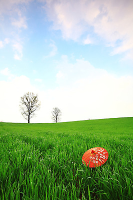 포토 JPG 주간 나무 식물 구름 우산 자연 하늘 한국 풍경 잔디 초원 사람없음 야외 목장 풀 뭉게구름 두그루 경기도 안성 국내포토 자연요소 아시아 2 생태계 파일형식 구름_자연
