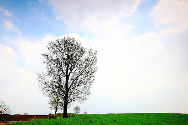 포토 JPG 주간 나무 식물 구름 자연 하늘 한국 풍경 잔디 초원 사람없음 야외 목장 풀 뭉게구름 경기도 안성 국내포토 자연요소 아시아 생태계 파일형식 구름_자연
