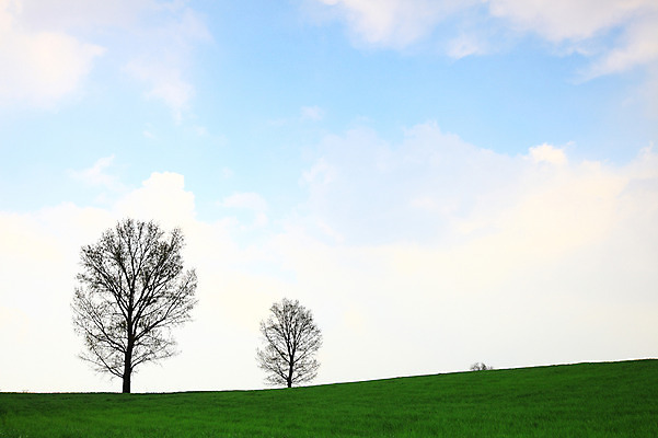 포토 JPG 주간 나무 식물 구름 자연 하늘 한국 풍경 잔디 초원 사람없음 야외 목장 풀 뭉게구름 두그루 경기도 안성 국내포토 자연요소 아시아 2 생태계 파일형식 구름_자연