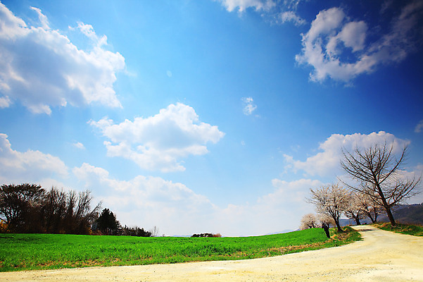 포토 JPG 주간 나무 식물 구름 계절 자연 하늘 한국 풍경 잔디 초원 사람없음 야외 봄풍경 봄 목장 벚꽃 시골 풀 벚나무 오솔길 뭉게구름 경기도 시골길 안성 국내포토 자연요소 꽃 아시아 길 생태계 파일형식 구름_자연