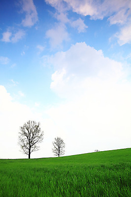 포토 JPG 주간 나무 식물 구름 자연 하늘 한국 풍경 잔디 초원 사람없음 야외 목장 풀 뭉게구름 두그루 경기도 안성 국내포토 자연요소 아시아 2 생태계 파일형식 구름_자연