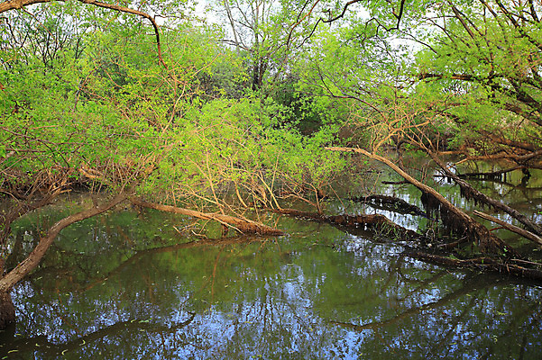 포토 JPG 주간 나무 식물 호수 자연 한국 물그림자 풍경 사람없음 야외 강 습지 숲 경상남도 우포늪 창녕 국내포토 자연요소 아시아 그림자 경상도 생태계 파일형식