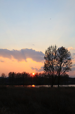 포토 JPG 주간 나무 식물 구름 실루엣 자연 하늘 한국 풍경 초원 사람없음 야외 일출 노을 일몰 풀 습지 뭉게구름 경상남도 우포늪 창녕 국내포토 자연요소 아시아 촬영기법 경상도 생태계 파일형식 구름_자연