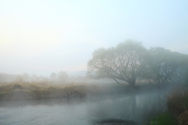 포토 JPG 주간 나무 식물 호수 자연 한국 풍경 사람없음 야외 강 안개 습지 강가 경상남도 우포늪 창녕 국내포토 자연요소 아시아 날씨 경상도 생태계 파일형식
