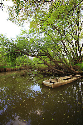 포토 JPG 주간 나무 식물 호수 자연 한국 풍경 사람없음 야외 강 습지 숲 나룻배 경상남도 우포늪 창녕 선박 국내포토 자연요소 아시아 수상교통 배_교통 경상도 생태계 파일형식