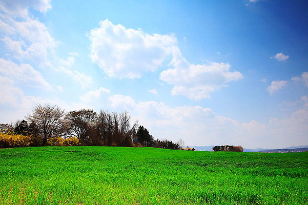 포토 JPG 주간 나무 식물 구름 자연 하늘 한국 풍경 잔디 초원 사람없음 야외 목장 풀 뭉게구름 경기도 안성 국내포토 자연요소 아시아 생태계 파일형식 구름_자연