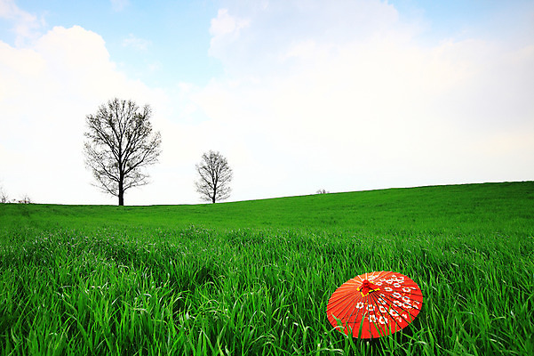 포토 JPG 주간 나무 식물 구름 우산 자연 하늘 한국 풍경 잔디 초원 사람없음 야외 목장 풀 두그루 경기도 안성 국내포토 자연요소 아시아 2 생태계 파일형식