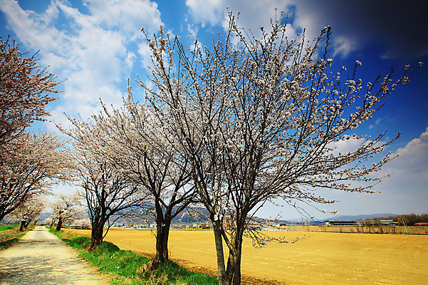 포토 JPG 주간 나무 식물 구름 계절 밭 자연 하늘 한국 풍경 사람없음 야외 봄풍경 봄 목장 벚꽃 시골 풀 벚나무 오솔길 뭉게구름 경기도 시골길 안성 국내포토 자연요소 꽃 아시아 길 농업 생태계 파일형식 구름_자연