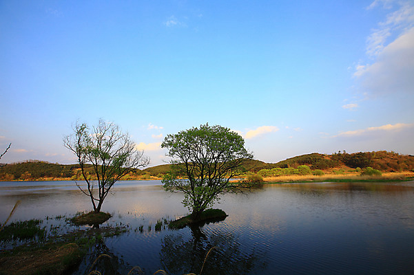 포토 JPG 주간 나무 식물 호수 자연 하늘 한국 풍경 사람없음 야외 강 풀 습지 강가 경상남도 우포늪 창녕 국내포토 자연요소 아시아 경상도 생태계 파일형식