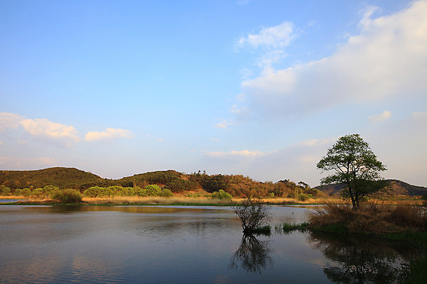포토 JPG 주간 나무 구름 호수 자연 하늘 산 한국 한그루 풍경 사람없음 야외 강 풀 습지 강가 경상남도 우포늪 창녕 국내포토 자연요소 식물 1 아시아 경상도 생태계 파일형식