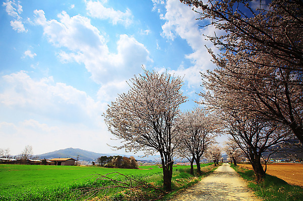 포토 JPG 주간 구름 건축물 계절 밭 자연 하늘 산 주택 한국 풍경 잔디 초원 사람없음 야외 봄풍경 봄 목장 벚꽃 시골 풀 벚나무 오솔길 뭉게구름 경기도 시골길 안성 한채 국내포토 자연요소 나무 식물 1 건축 꽃 아시아 길 농업 건물 생태계 파일형식 구름_자연