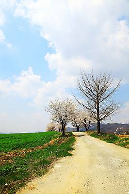 포토 JPG 주간 나무 구름 계절 자연 하늘 한국 풍경 잔디 초원 사람없음 야외 봄풍경 봄 목장 벚꽃 시골 풀 벚나무 오솔길 뭉게구름 경기도 시골길 안성 국내포토 자연요소 식물 꽃 아시아 길 생태계 파일형식 구름_자연