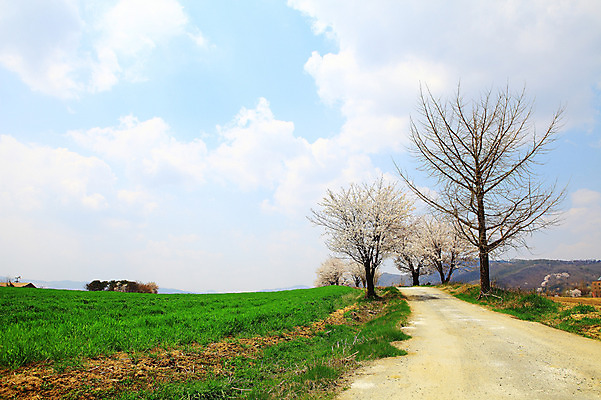 포토 JPG 주간 나무 식물 구름 계절 자연 하늘 한국 풍경 잔디 초원 사람없음 야외 봄풍경 봄 목장 벚꽃 시골 풀 벚나무 오솔길 뭉게구름 경기도 시골길 안성 국내포토 자연요소 꽃 아시아 길 생태계 파일형식 구름_자연