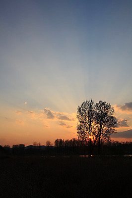 포토 JPG 주간 나무 식물 구름 실루엣 자연 하늘 한국 풍경 초원 사람없음 야외 태양 일출 노을 일몰 풀 습지 경상남도 우포늪 창녕 국내포토 자연요소 아시아 촬영기법 경상도 생태계 파일형식