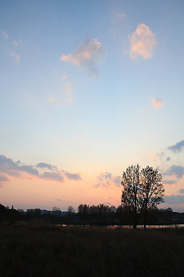 포토 JPG 주간 나무 식물 구름 실루엣 자연 하늘 한국 풍경 초원 사람없음 야외 일출 노을 일몰 풀 습지 뭉게구름 경상남도 우포늪 창녕 국내포토 자연요소 아시아 촬영기법 경상도 생태계 파일형식 구름_자연