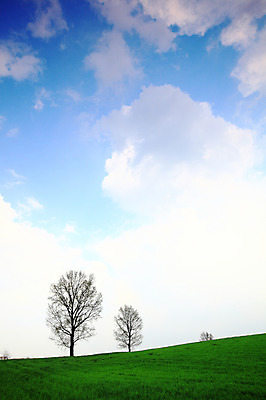 포토 JPG 주간 나무 식물 구름 자연 하늘 풍경 잔디 초원 사람없음 야외 목장 풀 뭉게구름 경기도 안성 국내포토 자연요소 한국 생태계 파일형식 구름_자연
