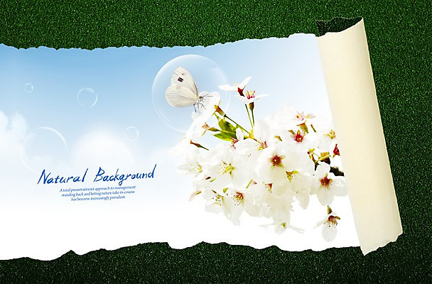 PSD 식물 동물 편집이미지 꽃 종이 나비 곤충 잔디 초원 사람없음 벚꽃 물방울 풀 공기방울 찢어짐 이미지편집 모션 파일형식