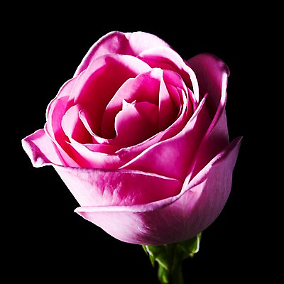 포토 JPG 식물 꽃 줄기 분홍색 컬러 백그라운드 잎 한송이 꽃백그라운드 근접촬영 사람없음 장미 국내포토 1 뷰포인트 송이 파일형식