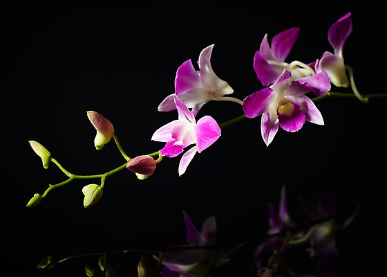 포토 JPG 식물 꽃잎 꽃 화초 컬러 백그라운드 꽃백그라운드 사람없음 난초 자주색 난초꽃 덴파레 양란 국내포토 파일형식