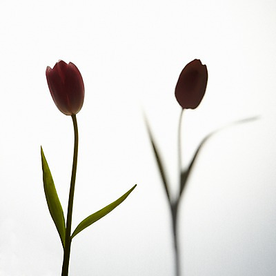 포토 JPG 식물 꽃 실루엣 줄기 컬러 백그라운드 잎 한송이 꽃백그라운드 그림자 사람없음 빨간색 튤립 국내포토 1 촬영기법 송이 파일형식