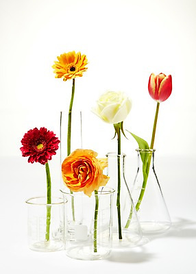 포토 JPG 식물 꽃 줄기 여러송이 백그라운드 잎 꽃백그라운드 유리 잔 실험기구 사람없음 장미 꽃병 다양 튤립 비커 거베라 안스리움 코니칼비이커 코니칼비커 국내포토 식기 과학 다수 재질 파일형식