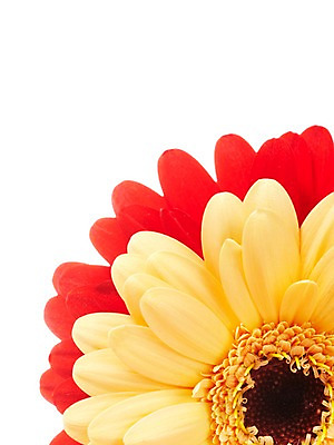 포토 JPG 식물 꽃 꽃백그라운드 누끼 근접촬영 사람없음 빨간색 노란색 두송이 거베라 국내포토 뷰포인트 컬러 백그라운드 2 파일형식