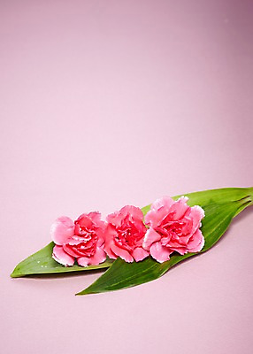 포토 JPG 식물 꽃 분홍색 컬러 백그라운드 잎 꽃백그라운드 사람없음 카네이션 세송이 국내포토 3 파일형식