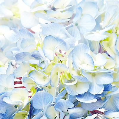 포토 JPG 식물 꽃 줄기 컬러 여러송이 백그라운드 꽃백그라운드 근접촬영 사람없음 파란색 수국 국내포토 뷰포인트 다수 파일형식