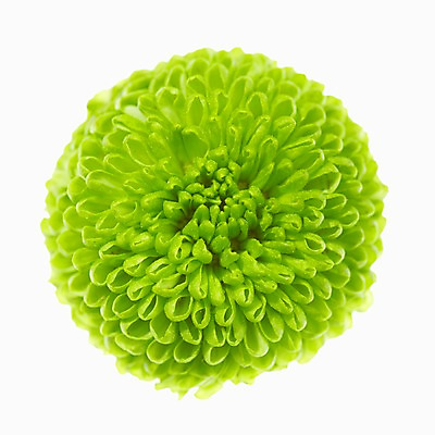 포토 JPG 식물 꽃 컬러 백그라운드 한송이 꽃백그라운드 국화 사람없음 초록색 하이앵글 들꽃 소국 그린소국 국내포토 1 뷰포인트 송이 파일형식