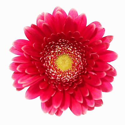 포토 JPG 식물 꽃 줄기 분홍색 한송이 꽃백그라운드 누끼 근접촬영 사람없음 거베라 국내포토 1 뷰포인트 컬러 백그라운드 송이 파일형식