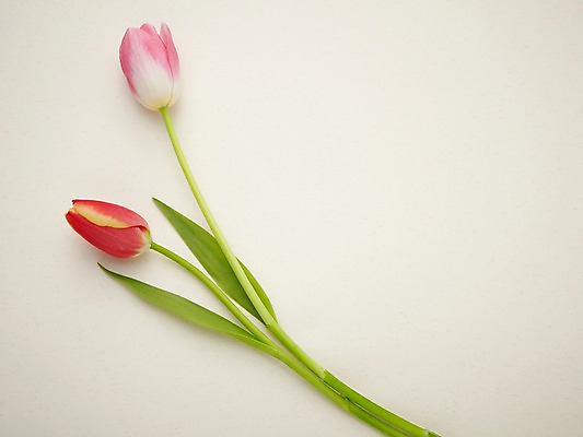 포토 JPG 식물 꽃 줄기 분홍색 컬러 백그라운드 잎 꽃백그라운드 사람없음 튤립 두송이 국내포토 2 파일형식