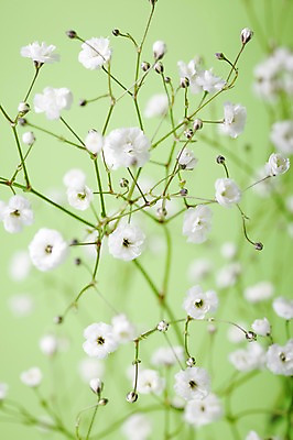 포토 JPG 식물 꽃 줄기 컬러 여러송이 백그라운드 꽃백그라운드 근접촬영 사람없음 흰색 안개꽃 국내포토 뷰포인트 다수 한해살이풀 파일형식