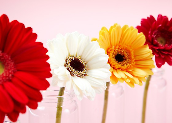 포토 JPG 식물 꽃 줄기 여러송이 백그라운드 꽃백그라운드 유리 잔 근접촬영 사람없음 빨간색 노란색 꽃병 흰색 거베라 국내포토 식기 뷰포인트 컬러 다수 재질 파일형식