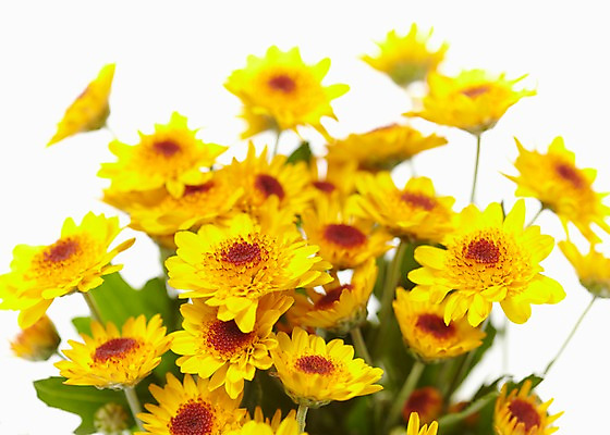 포토 JPG 식물 꽃 줄기 꽃다발 여러송이 잎 꽃백그라운드 국화 누끼 사람없음 노란색 들꽃 소국 국내포토 컬러 다수 백그라운드 파일형식